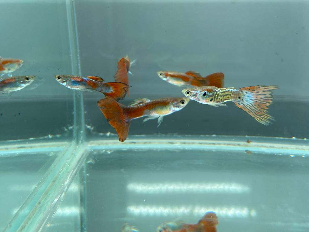 mixed guppies