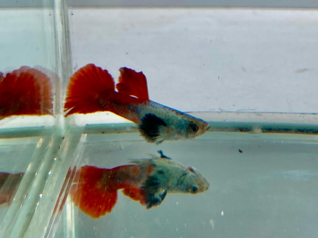 100_guppies (2)
