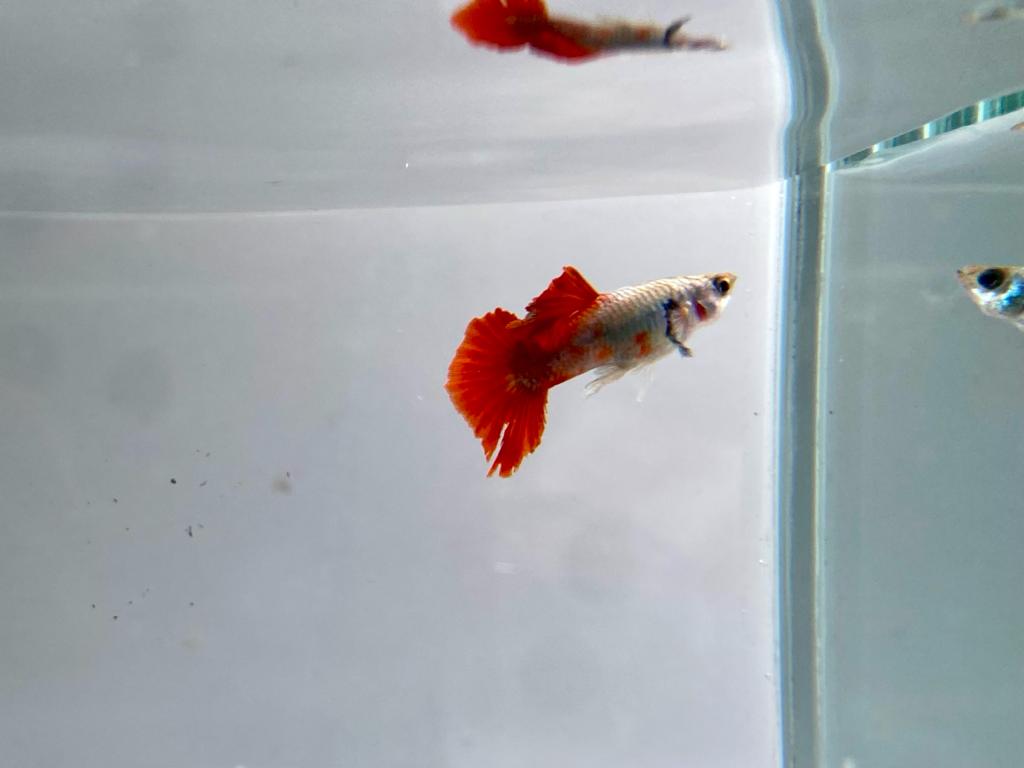 mixed guppies
