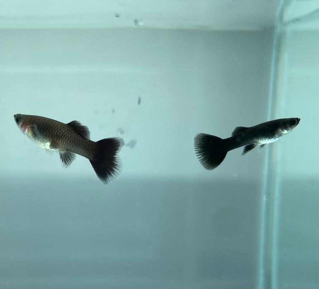 mixed guppies