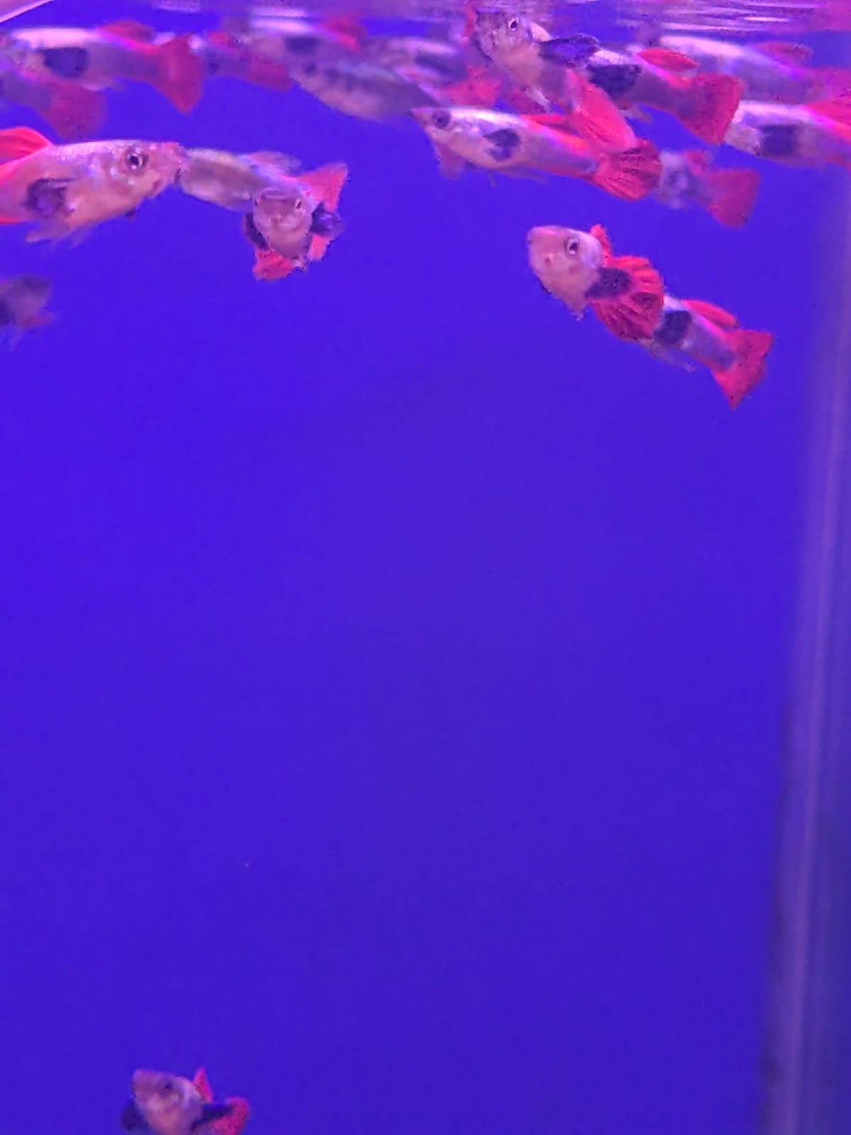 mixed guppies