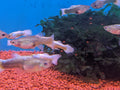mixed guppies