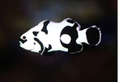 Ocellaris Black designer clownfish