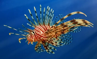 lion fish