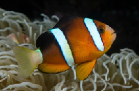 Clarkii clown