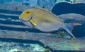 Yellowfin Tang Fish