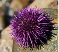 Sea Urchin