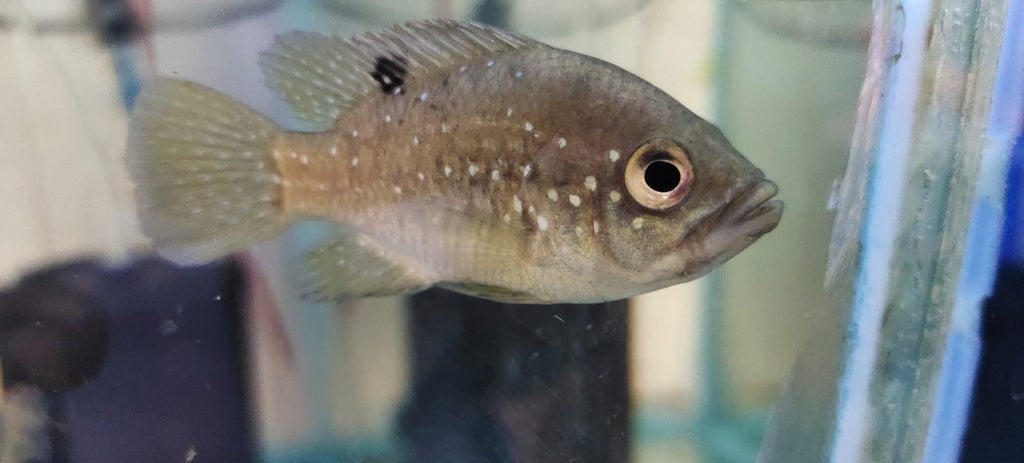 Paratilapia polleni