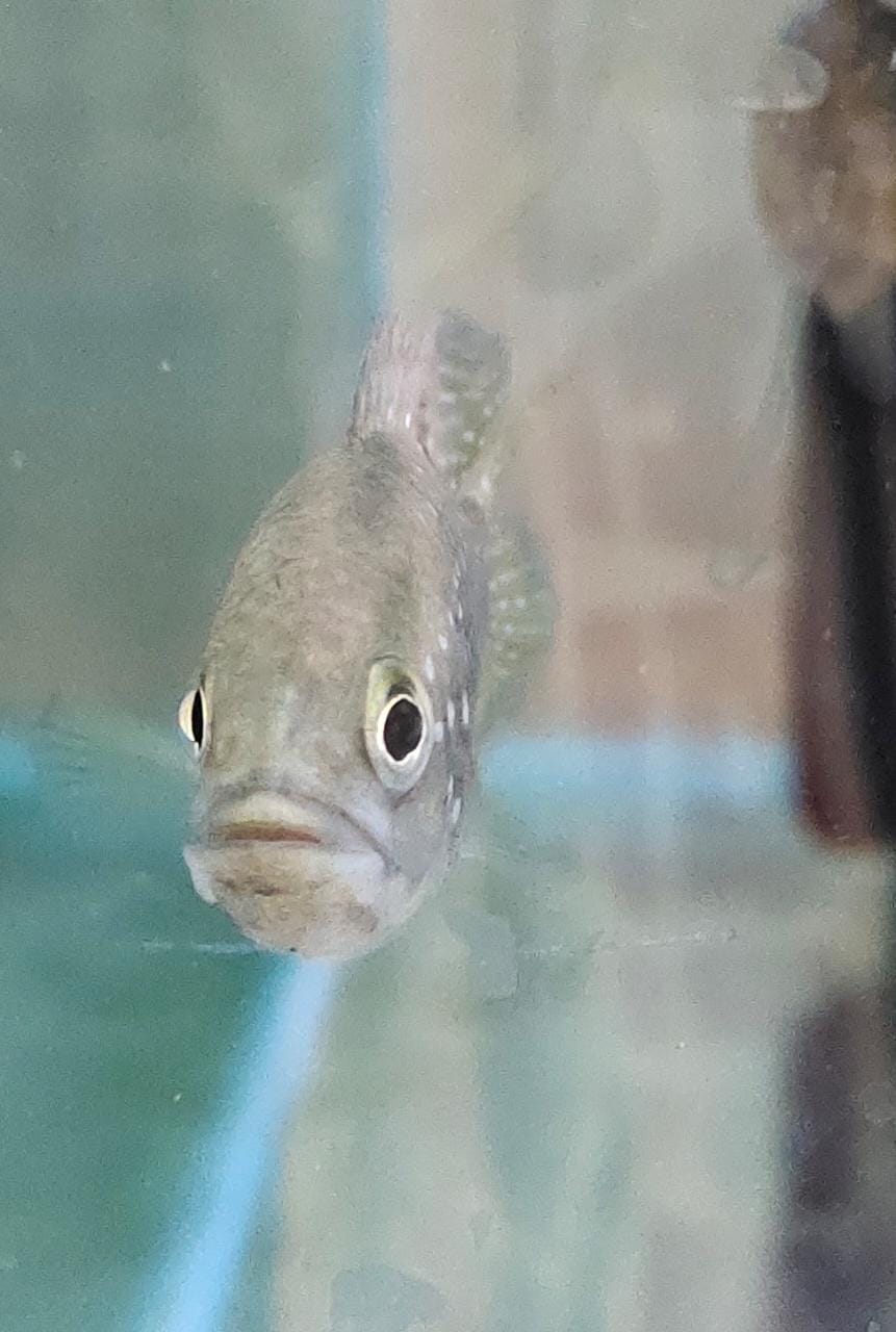 Paratilapia polleni
