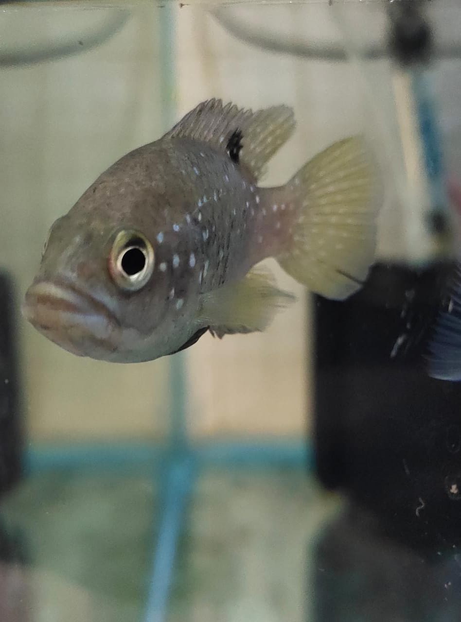 Paratilapia polleni