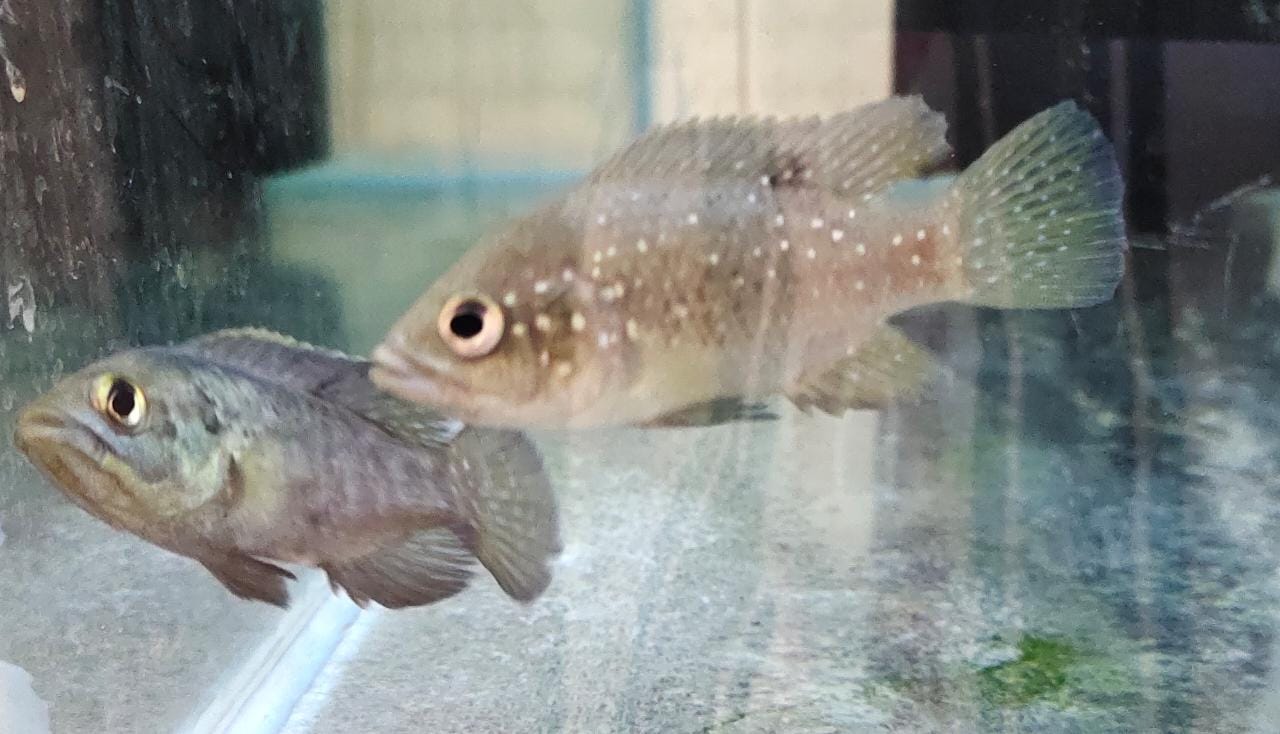 Paratilapia polleni