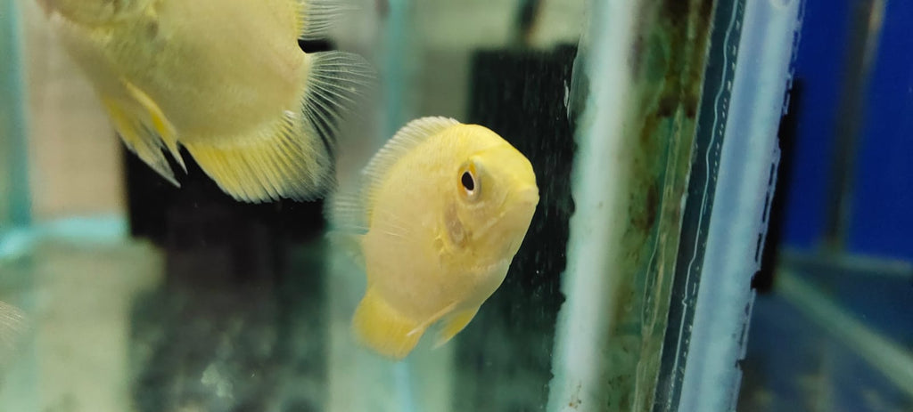 Golden Severum