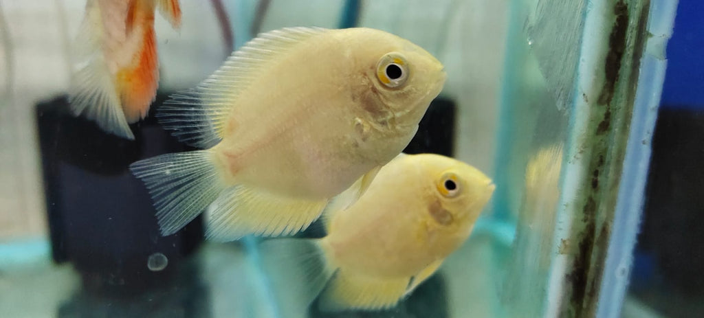 Golden Severum