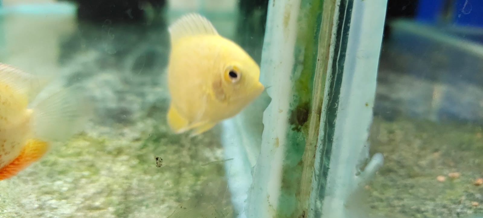 Golden Severum