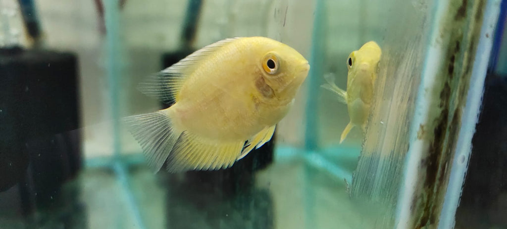 Golden Severum