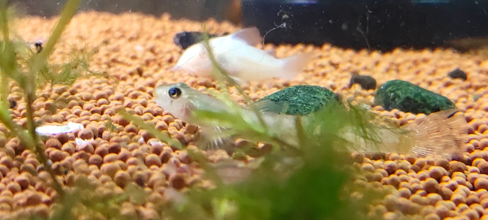 Red Lipstick Goby