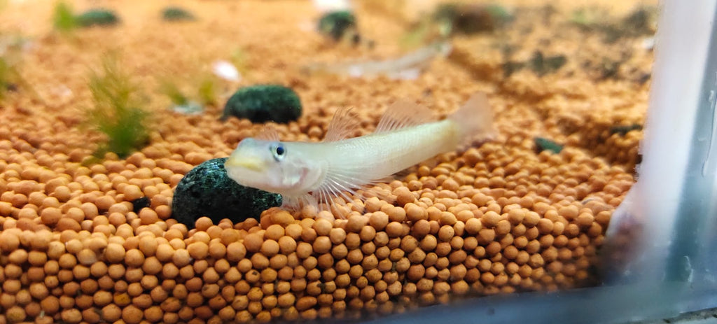 Red Lipstick Goby