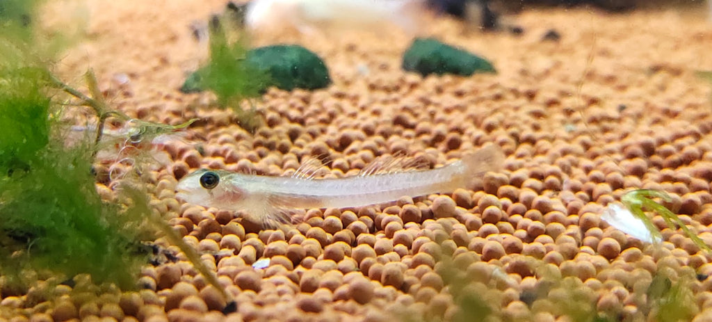 Red Lipstick Goby