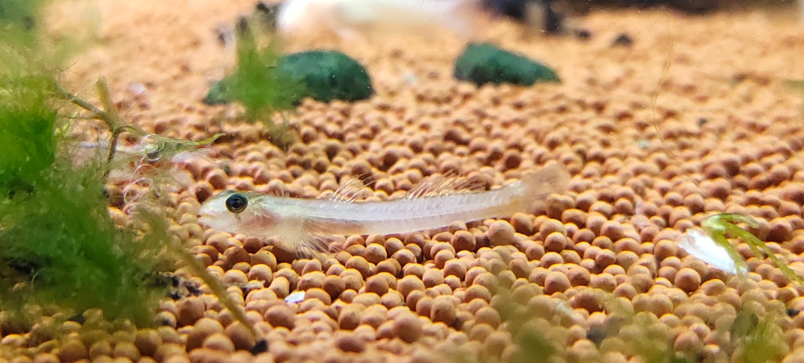 Red Lipstick Goby