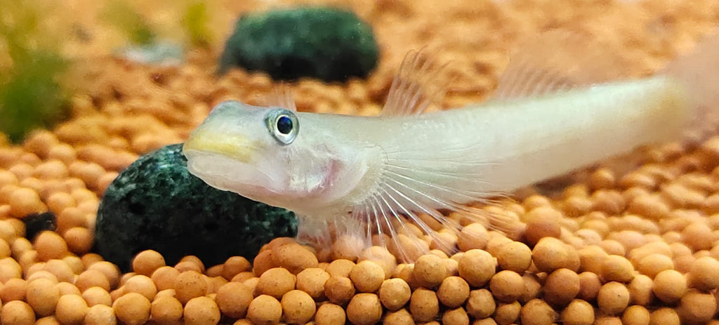 Red Lipstick Goby