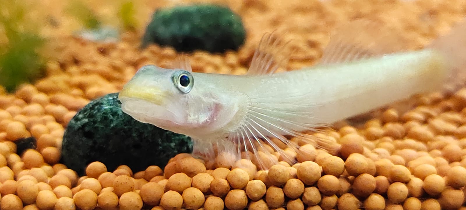 Red Lipstick Goby