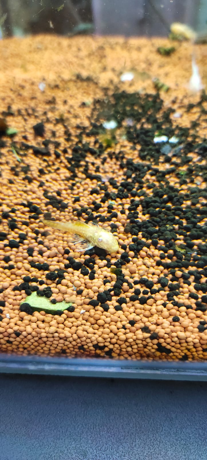 Albino Bristlenose Pleco