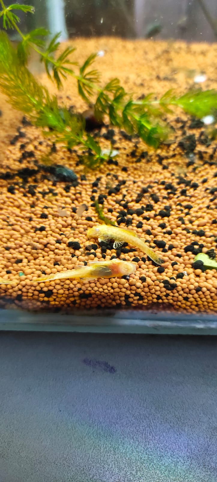 Albino Bristlenose Pleco