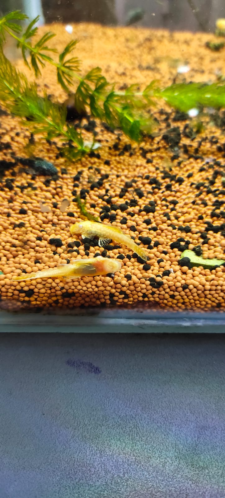 Albino Bristlenose Pleco