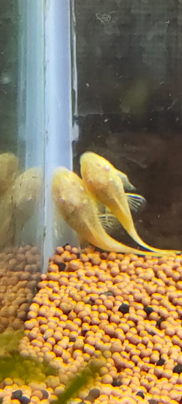 Albino Bristlenose Pleco