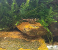 Zebra Shrimps
