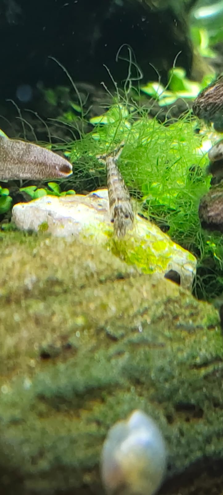Zebra Shrimps
