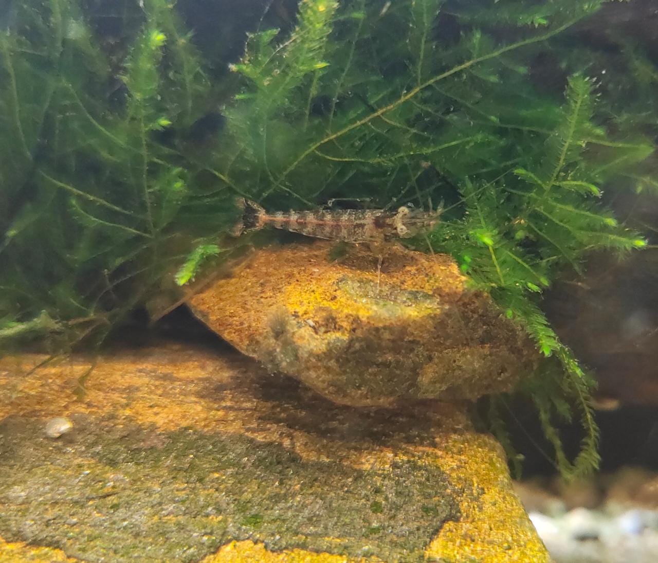 Zebra Shrimps