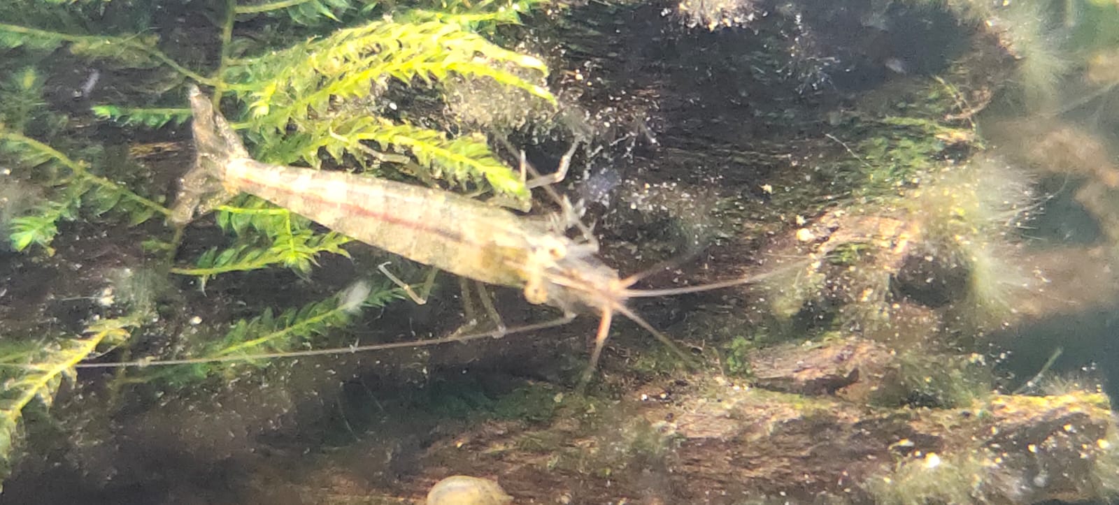 Zebra Shrimps