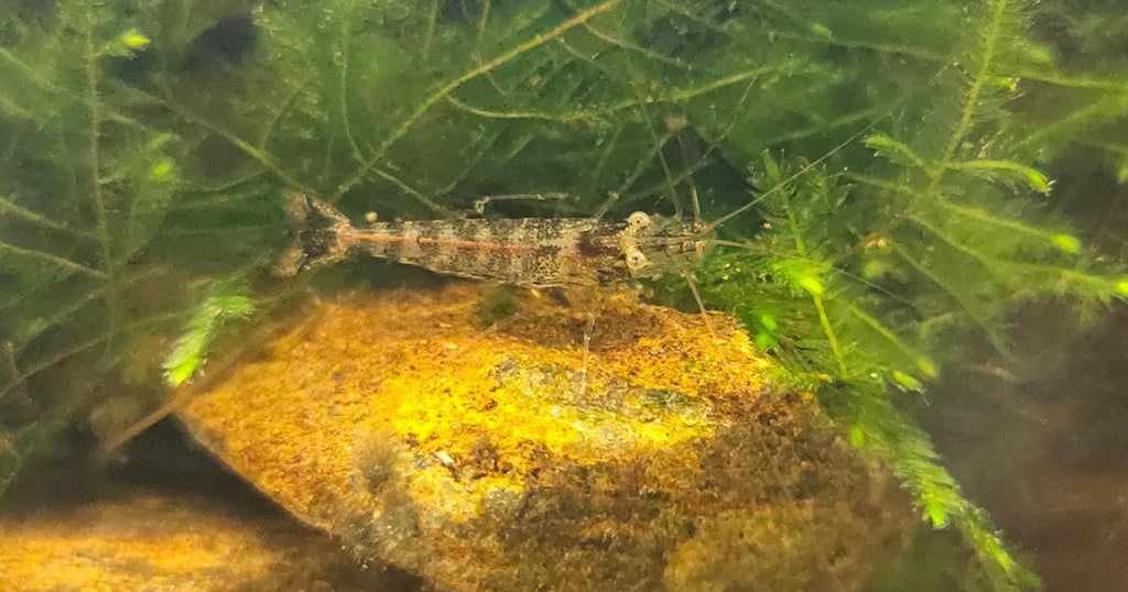 Zebra Shrimps