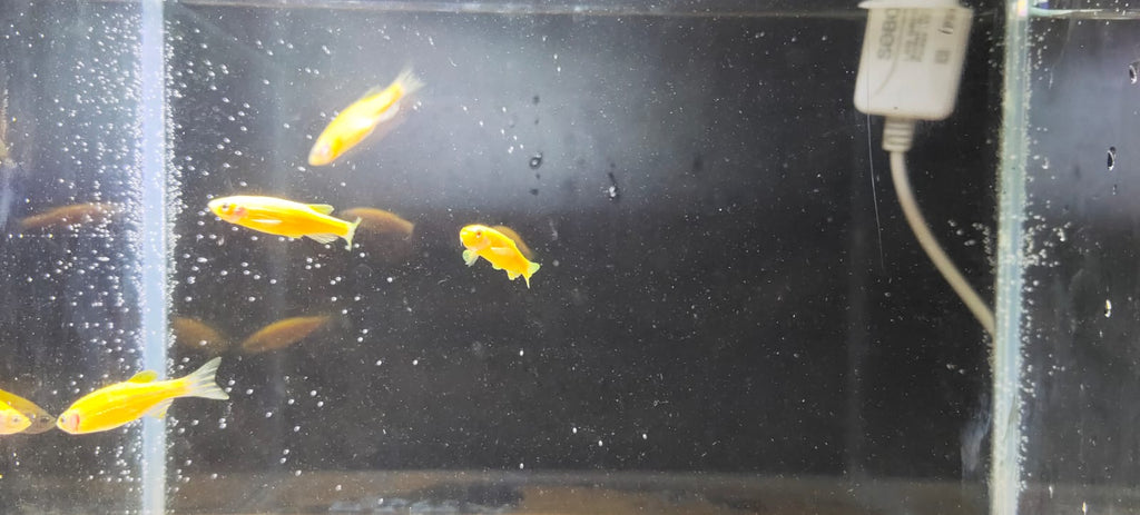 danio-Yellow