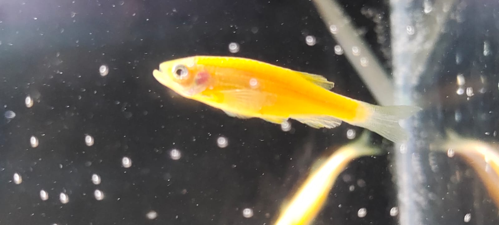 danio-Yellow