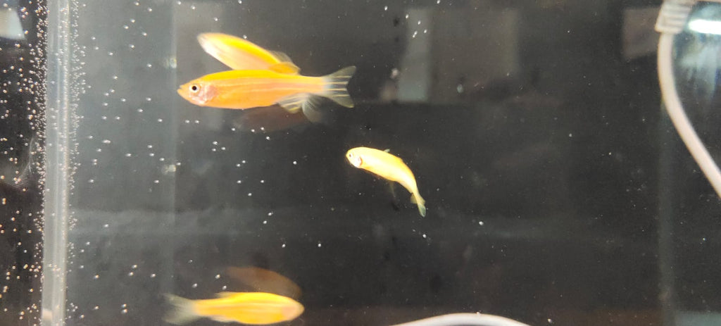 danio-Yellow