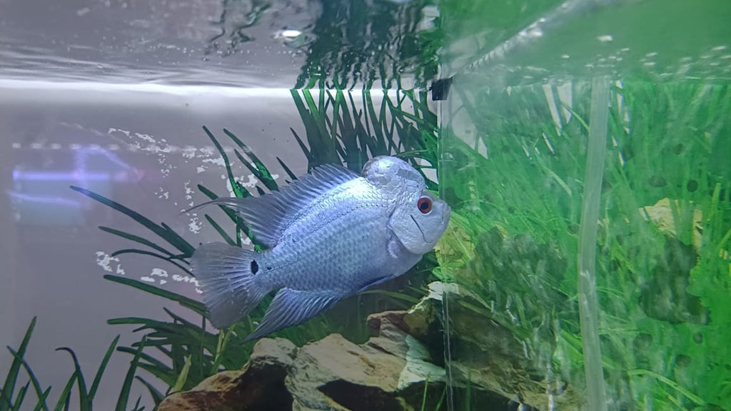 Thai Silk Flowerhorn (1)