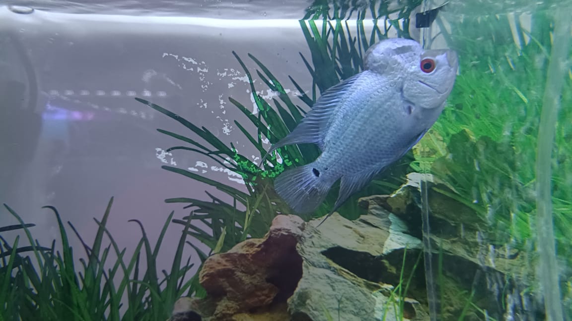 Thai Silk Flowerhorn (1)