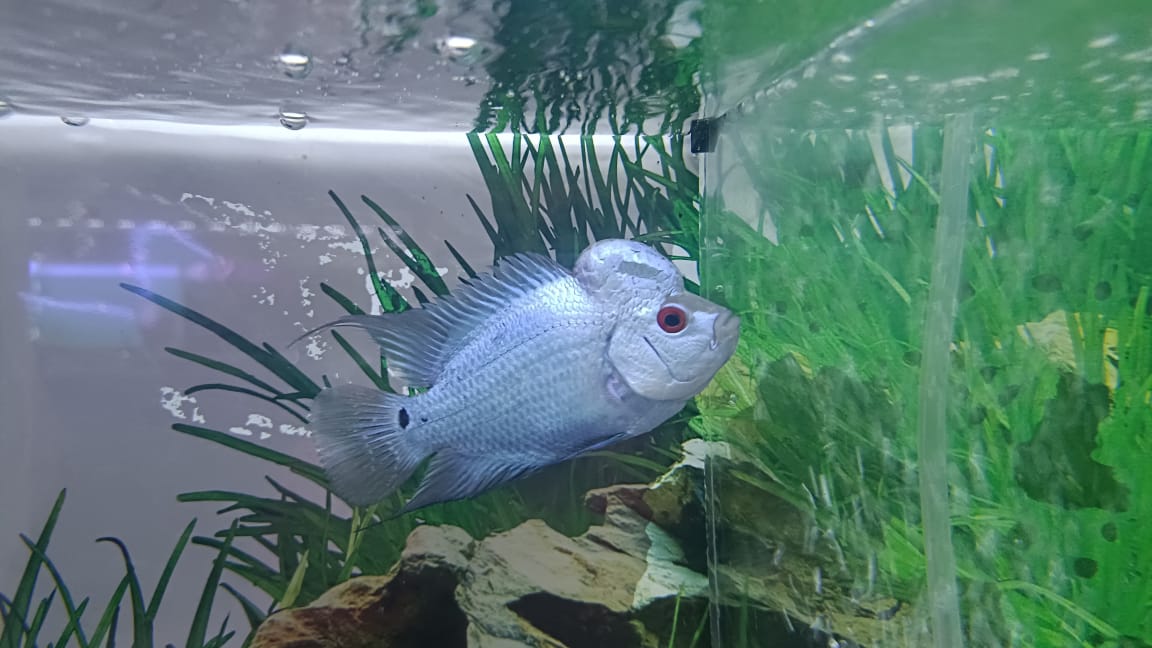 Thai Silk Flowerhorn (1)