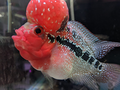 SRD Flowerhorn