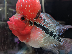 SRD Flowerhorn