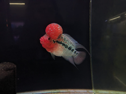 SRD Flowerhorn