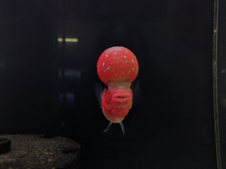 SRD Flowerhorn