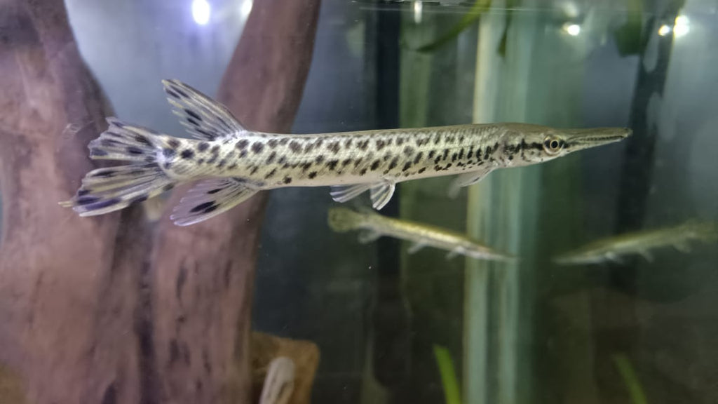Spotted Alligator Gar