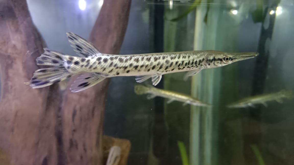 Spotted Alligator Gar