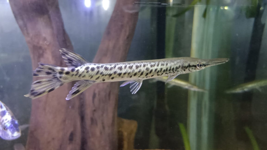 Spotted Alligator Gar