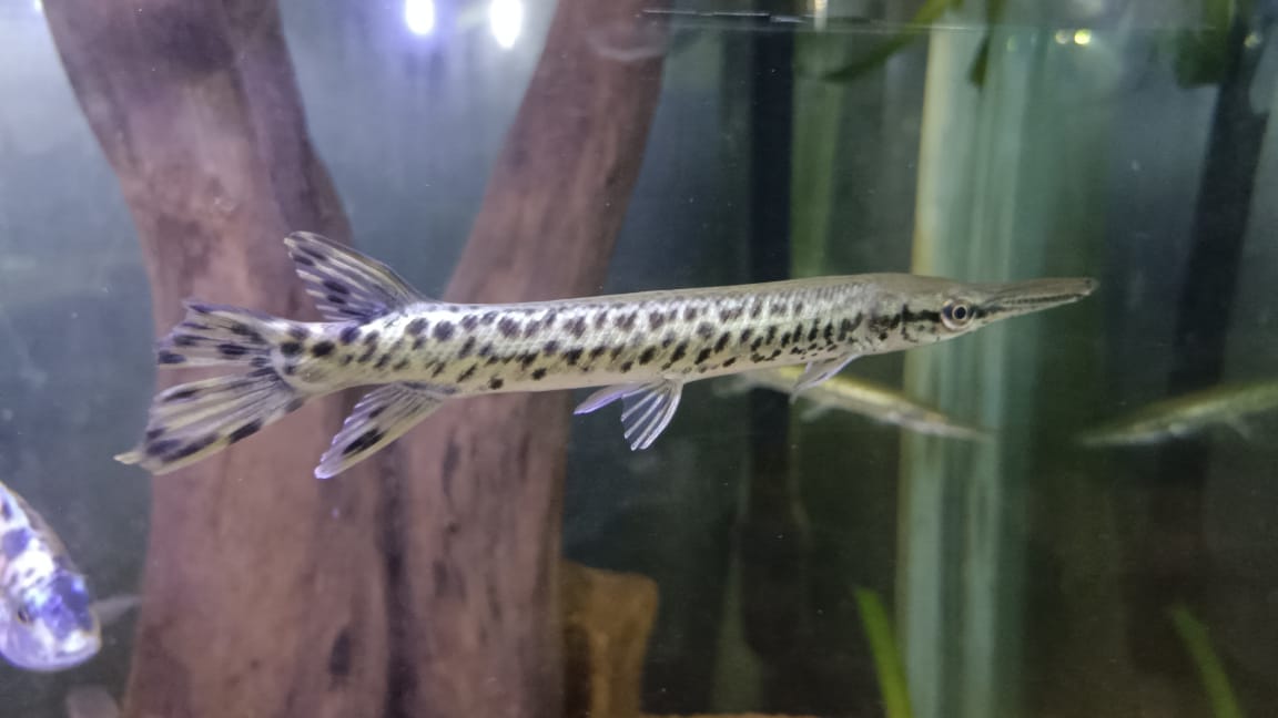 Spotted Alligator Gar