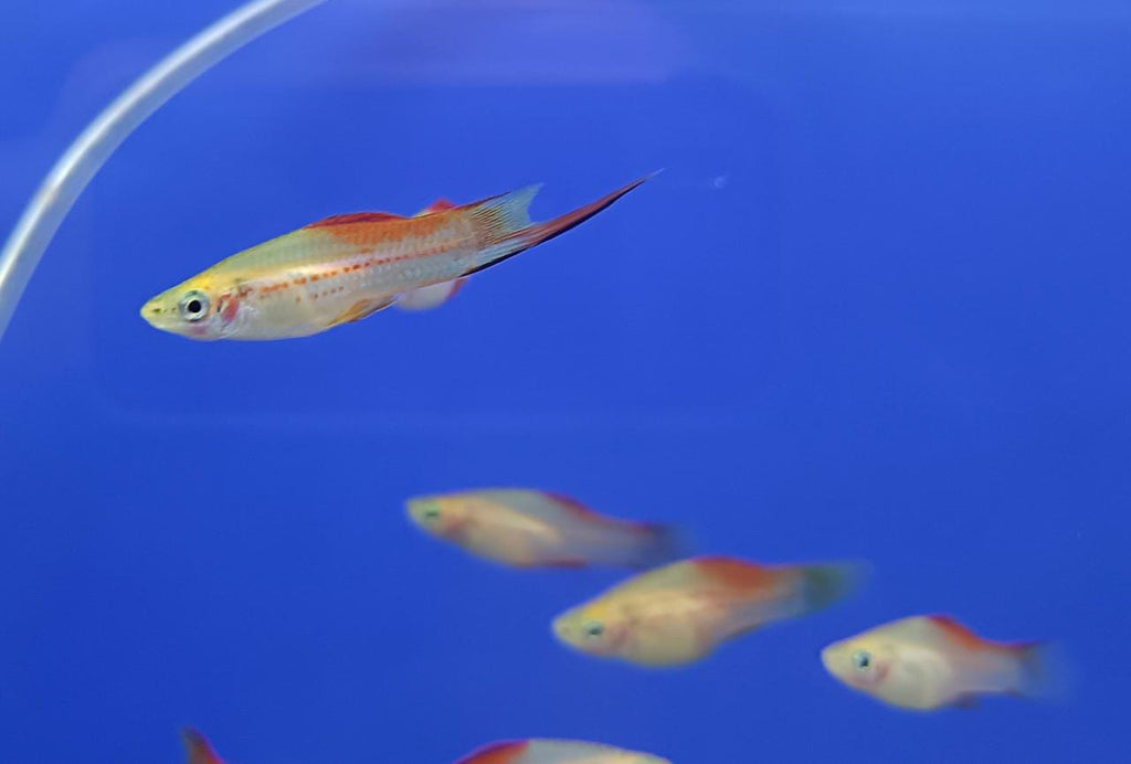 Pineapple Swordtail