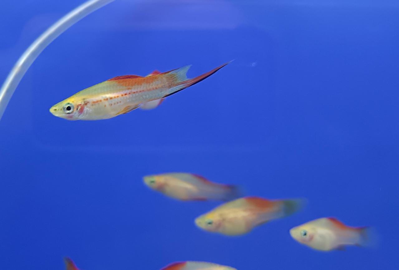 Pineapple Swordtail